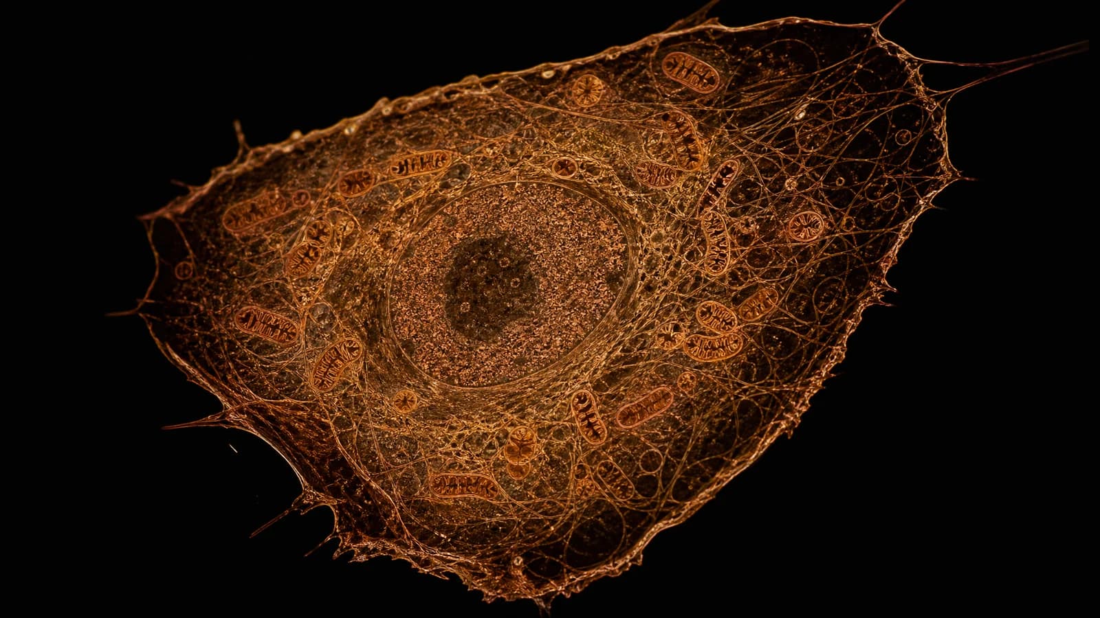 A human cell and its mitochondria, copper on black